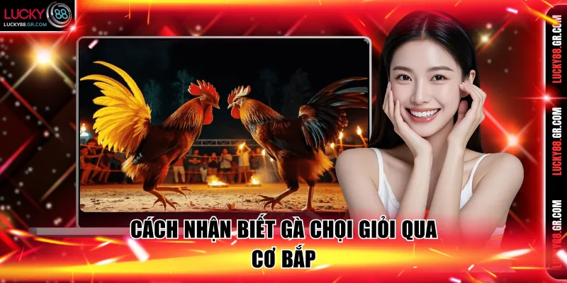 Cách nhận biết gà chọi giỏi qua cơ bắp